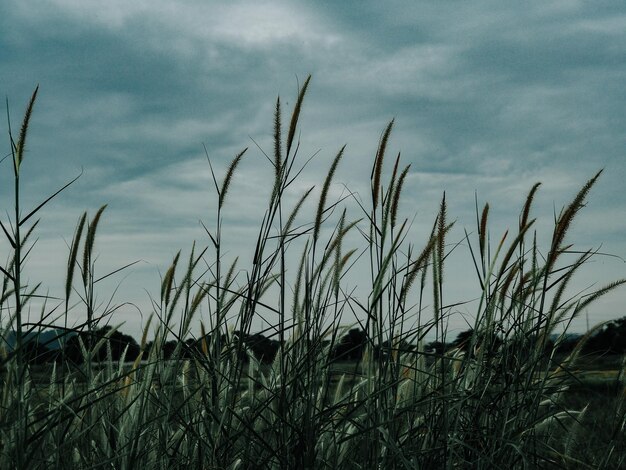 Photo close-up of grass on field against sky