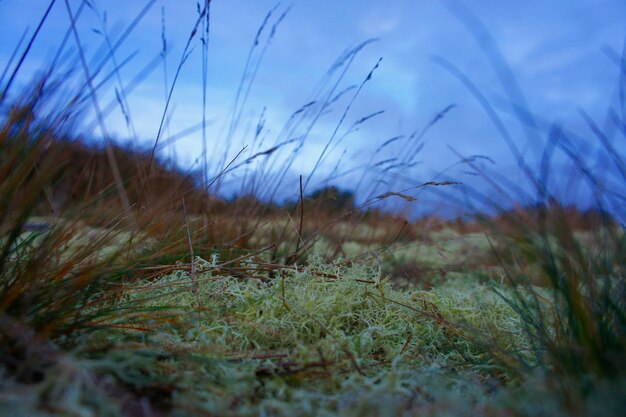 Photo close-up of grass on field against sky