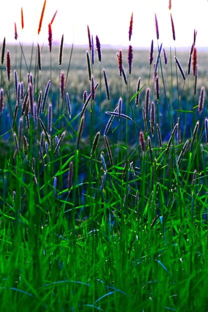 Photo close-up of grass on field against sky