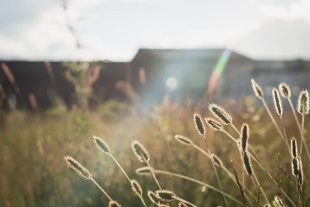 Photo close-up of grass on field against sky