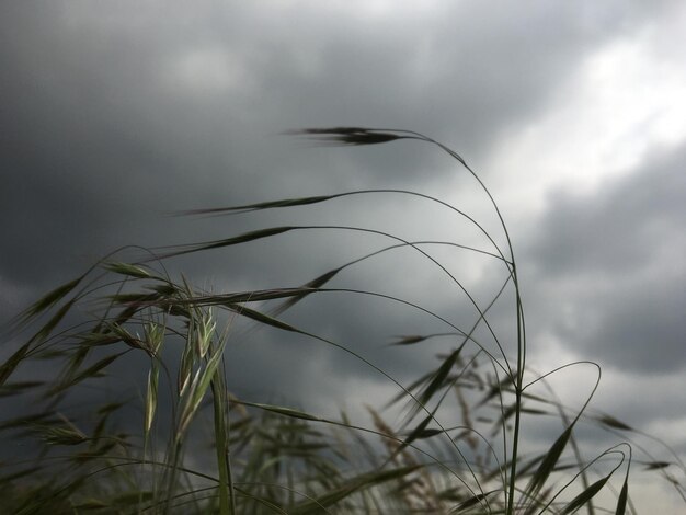 Foto close-up dell'erba sul campo contro il cielo