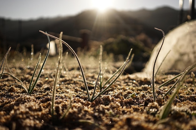 Photo close-up of grass on field against sky