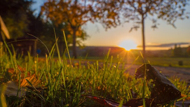 Foto close-up dell'erba sul campo contro il cielo al tramonto