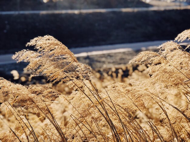 Close-up of grass on field during sunset