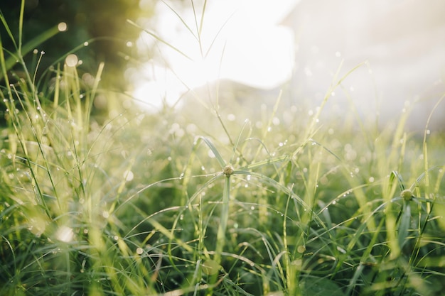 Photo close-up of grass on field