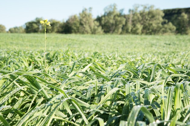 Photo close-up of grass in field