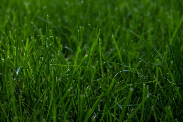 Photo close-up of grass on field
