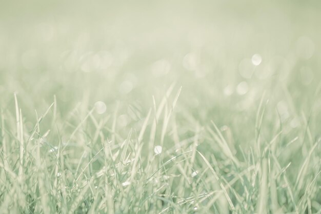 Photo close-up of grass on field