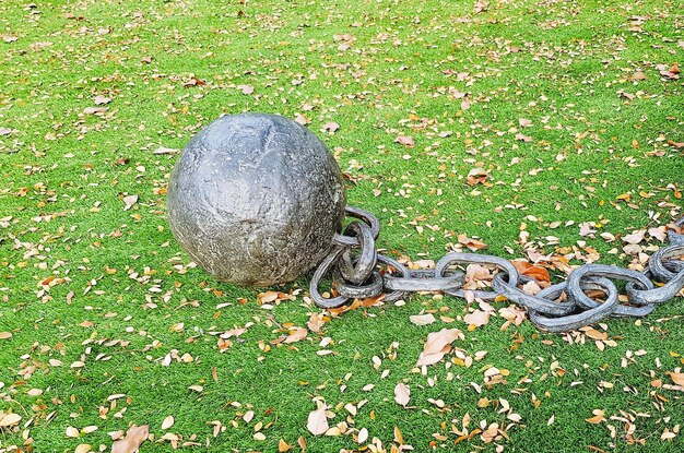 Close-up of grass on field