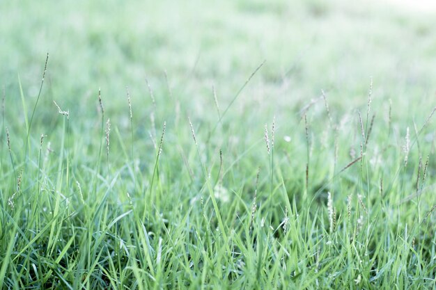 Photo close-up of grass on field