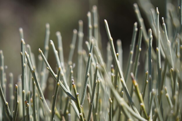 Photo close-up of grass on field