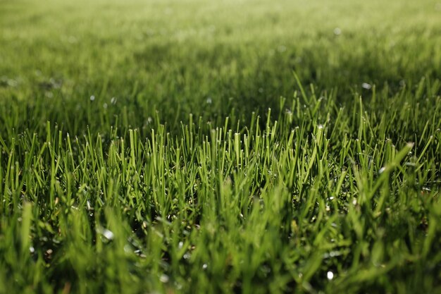 Foto prossimo piano dell'erba sul campo