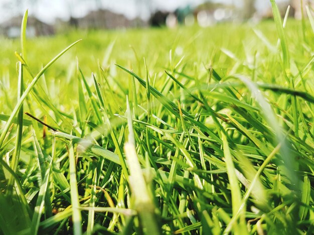 Foto prossimo piano dell'erba nel campo