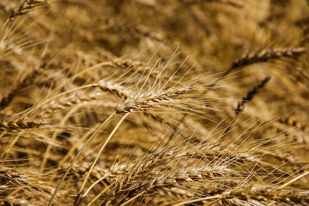 Photo close-up of grass in field