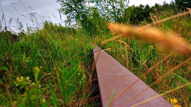 Close-up of grass on field