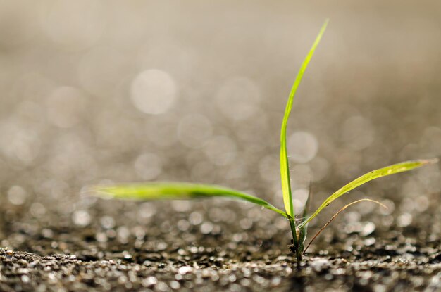 Photo close-up of grass on field