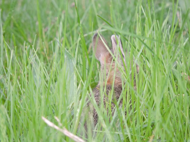 Close-up of grass on field