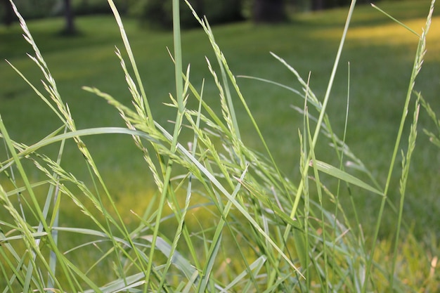 Photo close-up of grass on field