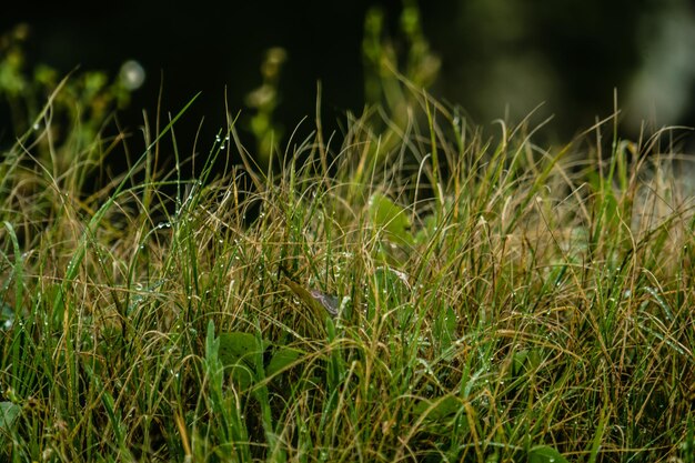 Close-up of grass on field