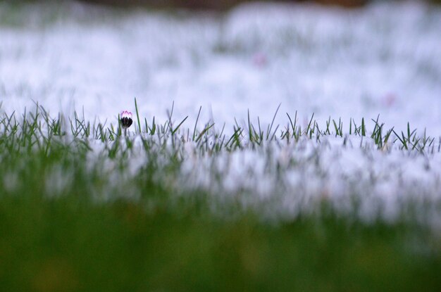 Close-up of grass on field