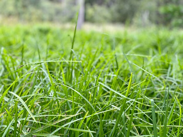 Close-up of grass in field