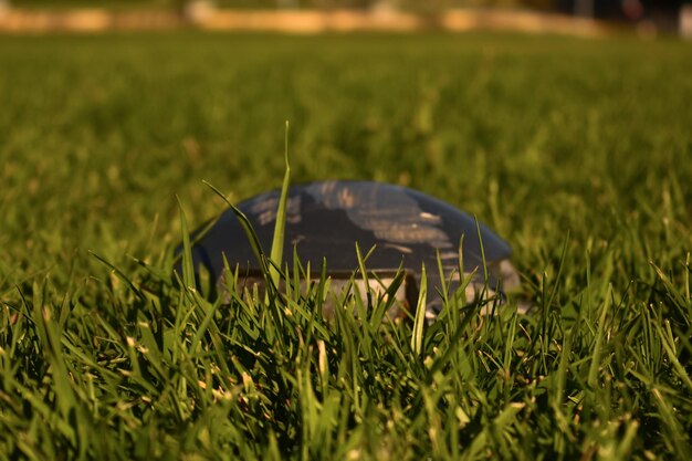 Photo close-up of grass in field