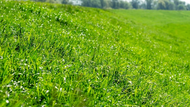 Foto prossimo piano dell'erba sul campo