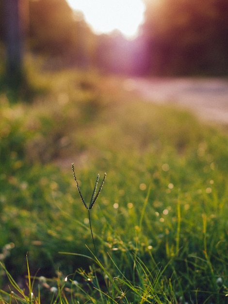 close-up of grass on field