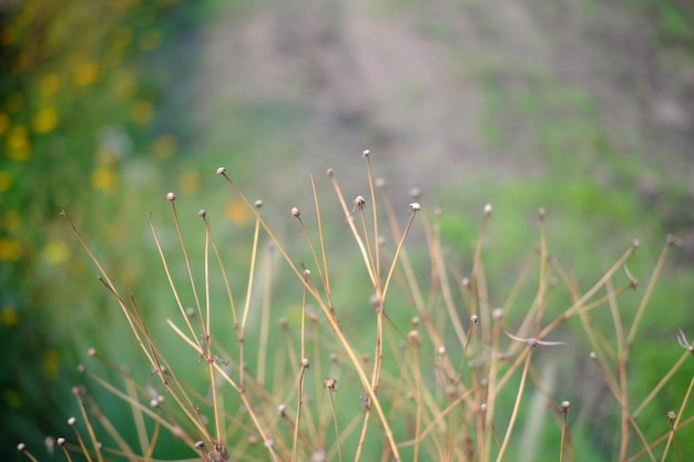 Close-up of grass on field