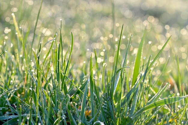 Foto prossimo piano dell'erba sul campo