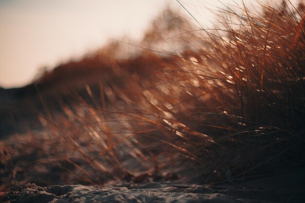 Photo close-up of grass on field