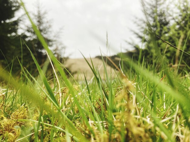 Close-up of grass on field