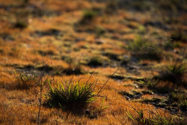 Photo close-up of grass on field