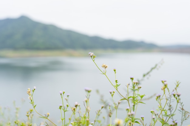 ダムの上の草の花のクローズアップ。