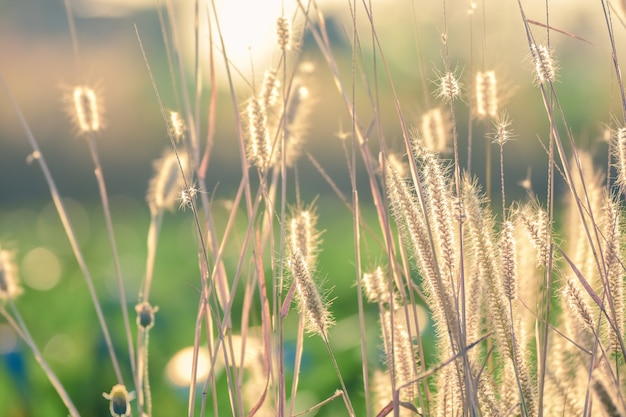 Close up grass flower on Sunlight background