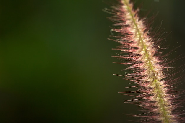 Photo close up grass flower.