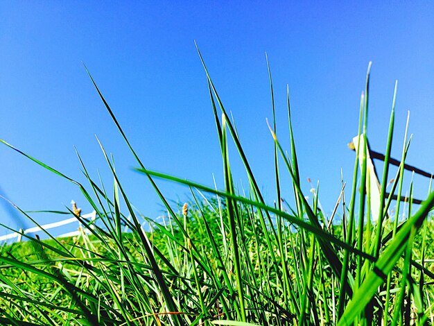 Photo close-up of grass growing against sky