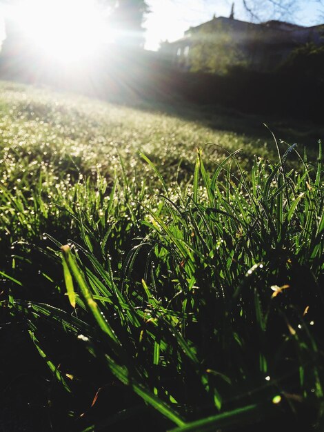 Foto close-up dell'erba che cresce sul campo contro il cielo