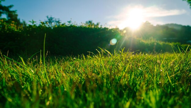 Photo close-up of grass growing on field during sunset