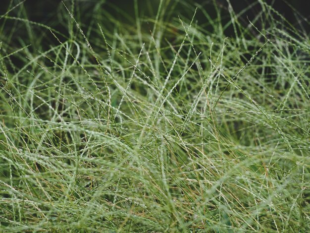 Photo close-up of grass growing in field