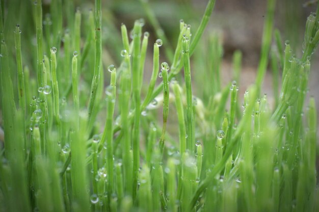 Close-up of grass growing on field