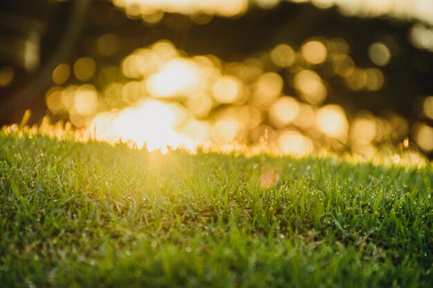 Close-up of grass growing on field