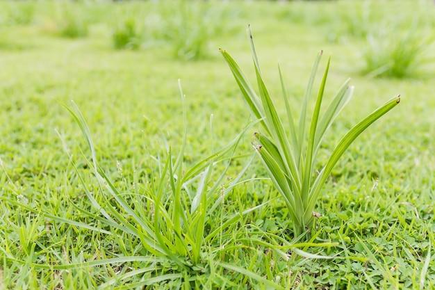 Foto prossimo piano dell'erba che cresce sul campo