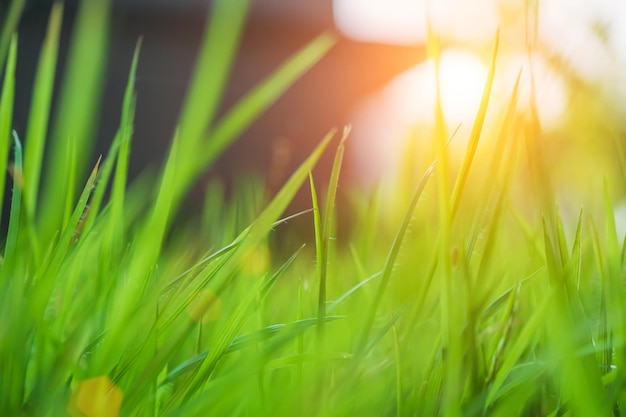 Photo close-up of grass growing in field