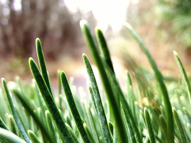 Close-up of grass growing in field