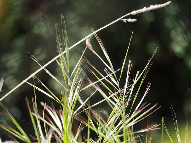 Photo close-up of grass growing on field