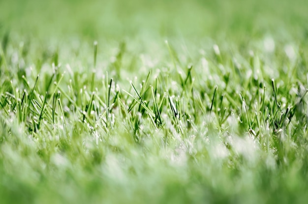 Close-up of grass growing in field