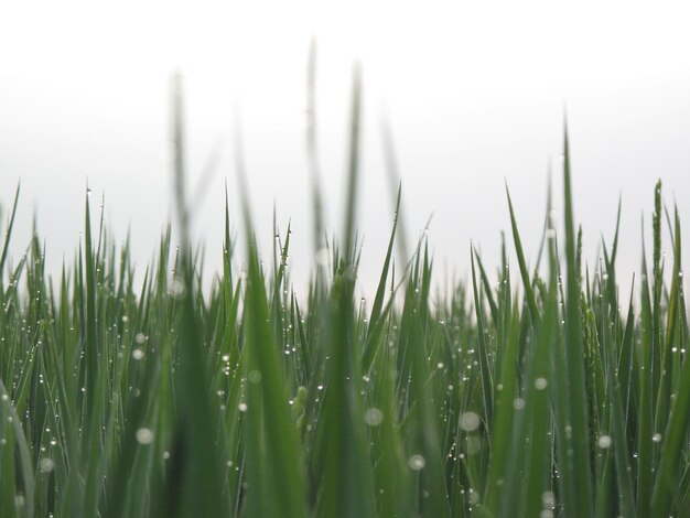 Close-up of grass growing on field