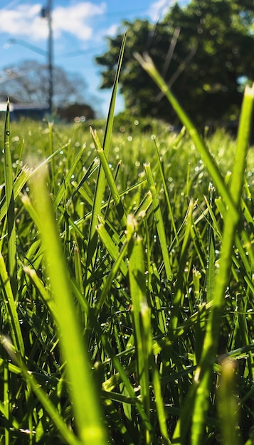 Foto prossimo piano dell'erba che cresce nel campo