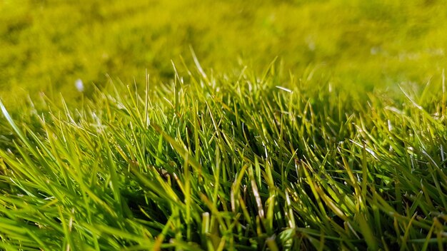 Close-up of grass growing in field